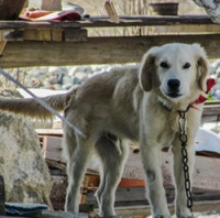 Upozornění chovatelům: Od ledna platí zákaz dlouhodobého uvazování psů, za porušení hrozí vysoké pokuty